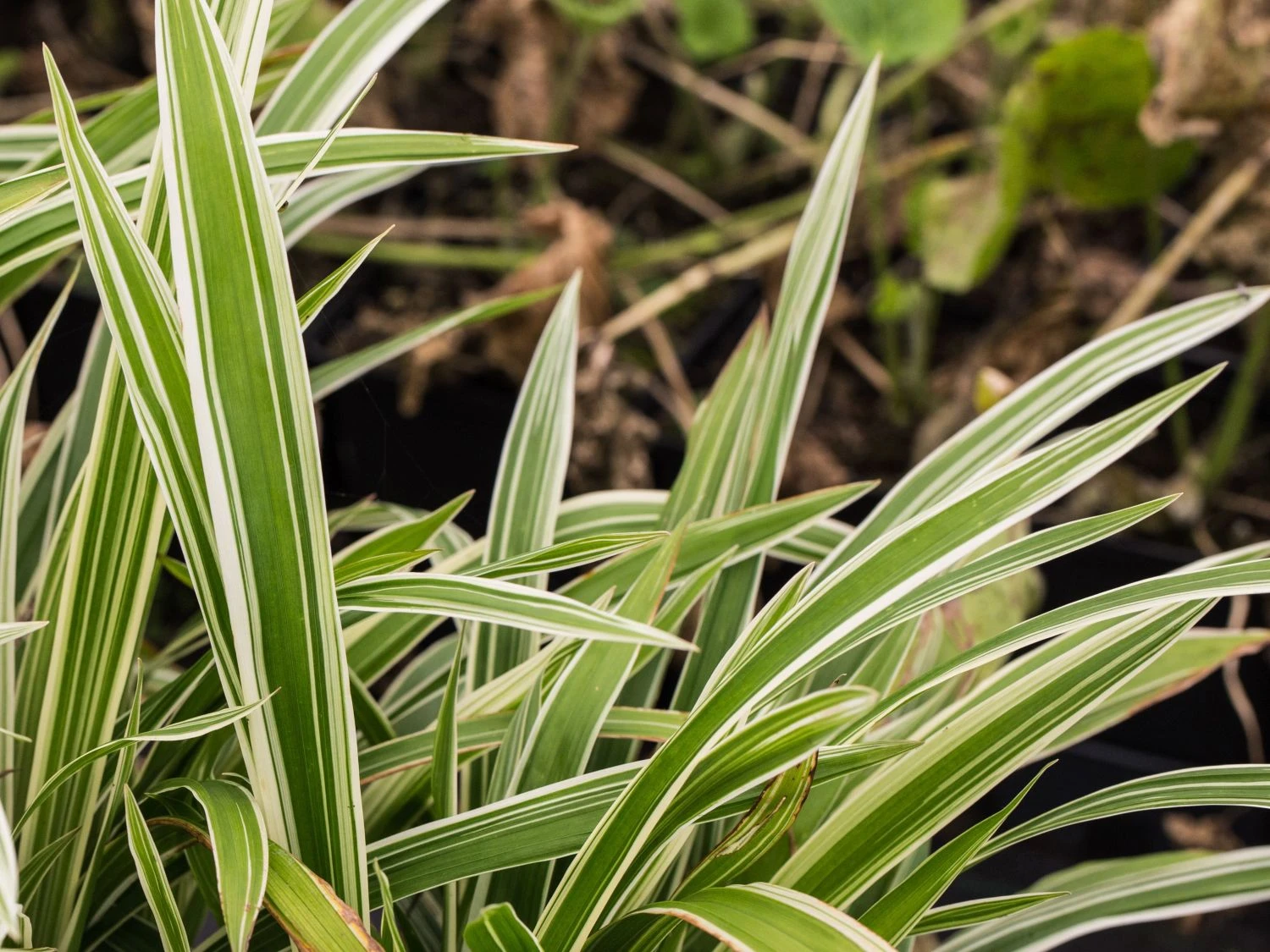 Bunte Breitblatt Segge 'Variegata' 4 Bunte Breitblatt Segge 'Variegata' – Bild 2