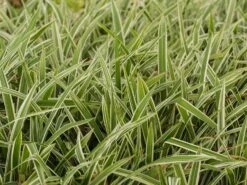 Bunte Breitblatt Segge 'Variegata' 15 Bunte Breitblatt Segge 'Variegata' -Günstiges Erd Seele Geschäft bunte breitblatt segge variegata m058092 w 4