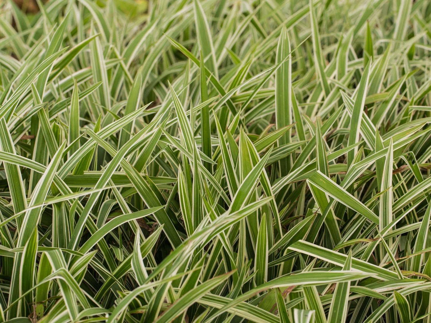 Bunte Breitblatt Segge 'Variegata' 9 Bunte Breitblatt Segge 'Variegata' – Bild 7