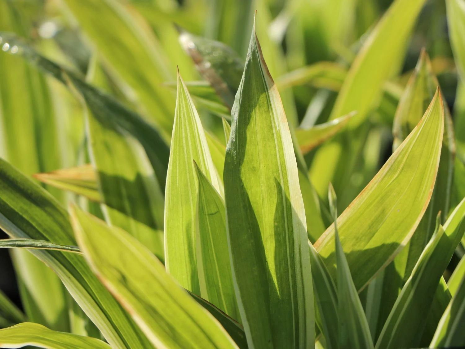 Bunte Breitblatt Segge 'Variegata' 6 Bunte Breitblatt Segge 'Variegata' – Bild 4