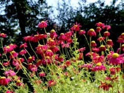 Bunte Margerite 'Robinsons Rot' -Günstiges Erd Seele Geschäft bunte margerite robinsons rot m003634 w 0