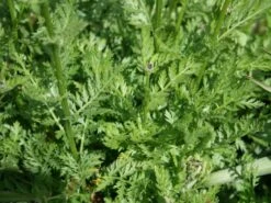 Bunte Margerite 'Robinsons Rot' -Günstiges Erd Seele Geschäft bunte margerite robinsons rot m003634 w 1