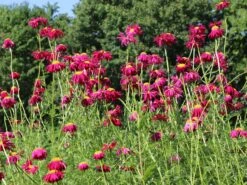 Bunte Margerite 'Robinsons Rot' -Günstiges Erd Seele Geschäft bunte margerite robinsons rot m003634 w 10