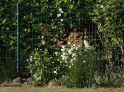 Bunte Margerite 'Robinsons Rot' -Günstiges Erd Seele Geschäft bunte margerite robinsons rot m003634 w 11