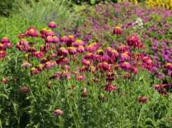 Bunte Margerite 'Robinsons Rot' -Günstiges Erd Seele Geschäft bunte margerite robinsons rot m003634 w 12