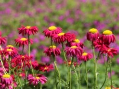 Bunte Margerite 'Robinsons Rot' -Günstiges Erd Seele Geschäft bunte margerite robinsons rot m003634 w 13