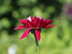 Bunte Margerite 'Robinsons Rot' -Günstiges Erd Seele Geschäft bunte margerite robinsons rot m003634 w 2