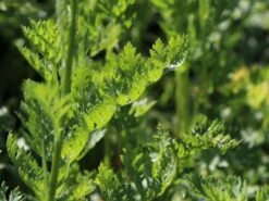 Bunte Margerite 'Robinsons Rot' -Günstiges Erd Seele Geschäft bunte margerite robinsons rot m003634 w 4