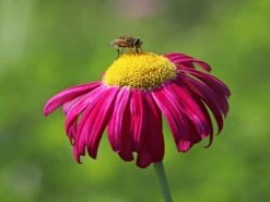 Bunte Margerite 'Robinsons Rot' -Günstiges Erd Seele Geschäft bunte margerite robinsons rot m003634 w 5