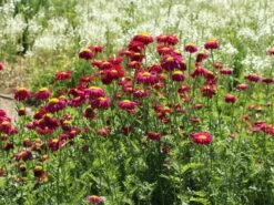 Bunte Margerite 'Robinsons Rot' -Günstiges Erd Seele Geschäft bunte margerite robinsons rot m003634 w 6