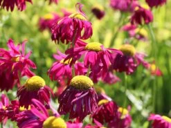 Bunte Margerite 'Robinsons Rot' -Günstiges Erd Seele Geschäft bunte margerite robinsons rot m003634 w 7