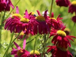 Bunte Margerite 'Robinsons Rot' -Günstiges Erd Seele Geschäft bunte margerite robinsons rot m003634 w 8