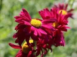 Bunte Margerite 'Robinsons Rot' -Günstiges Erd Seele Geschäft bunte margerite robinsons rot m003634 w 9