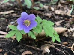 Busch-Windröschen 'Robinsoniana' -Günstiges Erd Seele Geschäft busch windroeschen robinsoniana m076772 948257 0