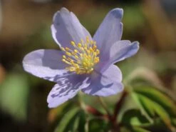 Busch-Windröschen 'Robinsoniana' -Günstiges Erd Seele Geschäft busch windroeschen robinsoniana m076772 w 0
