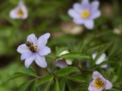 Busch-Windröschen 'Robinsoniana' -Günstiges Erd Seele Geschäft busch windroeschen robinsoniana m076772 w 1