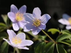 Busch-Windröschen 'Robinsoniana' -Günstiges Erd Seele Geschäft busch windroeschen robinsoniana m076772 w 2