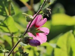 Buschmalve 'Eye Catcher' -Günstiges Erd Seele Geschäft buschmalve eye catcher m012426 w 0