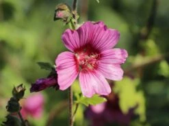 Buschmalve 'Eye Catcher' -Günstiges Erd Seele Geschäft buschmalve eye catcher m012426 w 1