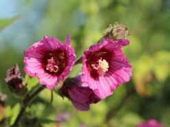 Buschmalve 'Eye Catcher' -Günstiges Erd Seele Geschäft buschmalve eye catcher m012426 w 2