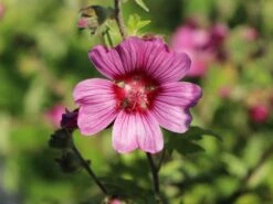 Buschmalve 'Eye Catcher' -Günstiges Erd Seele Geschäft buschmalve eye catcher m012426 w 4