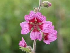 Buschmalve 'Eye Catcher' -Günstiges Erd Seele Geschäft buschmalve eye catcher m012426 w 5