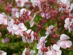 Cambridge Storchschnabel 'Biokovo' -Günstiges Erd Seele Geschäft cambridge storchschnabel biokovo m012389 w 1