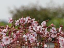 Cambridge Storchschnabel 'Biokovo' -Günstiges Erd Seele Geschäft cambridge storchschnabel biokovo m012389 w 2