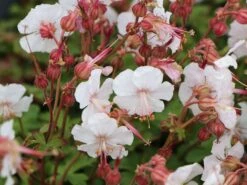 Cambridge Storchschnabel 'Biokovo' -Günstiges Erd Seele Geschäft cambridge storchschnabel biokovo m012389 w 4