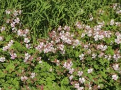 Cambridge Storchschnabel 'Biokovo' -Günstiges Erd Seele Geschäft cambridge storchschnabel biokovo m012389 w 5