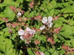 Cambridge Storchschnabel 'Biokovo' -Günstiges Erd Seele Geschäft cambridge storchschnabel biokovo m012389 w 6
