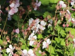 Cambridge Storchschnabel 'Biokovo' -Günstiges Erd Seele Geschäft cambridge storchschnabel biokovo m012389 w 7