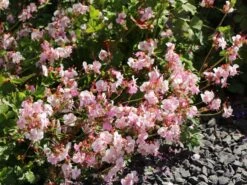 Cambridge Storchschnabel 'Biokovo' -Günstiges Erd Seele Geschäft cambridge storchschnabel biokovo m012389 w 8