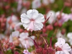 Cambridge Storchschnabel 'Biokovo' -Günstiges Erd Seele Geschäft cambridge storchschnabel biokovo m012389 w 9