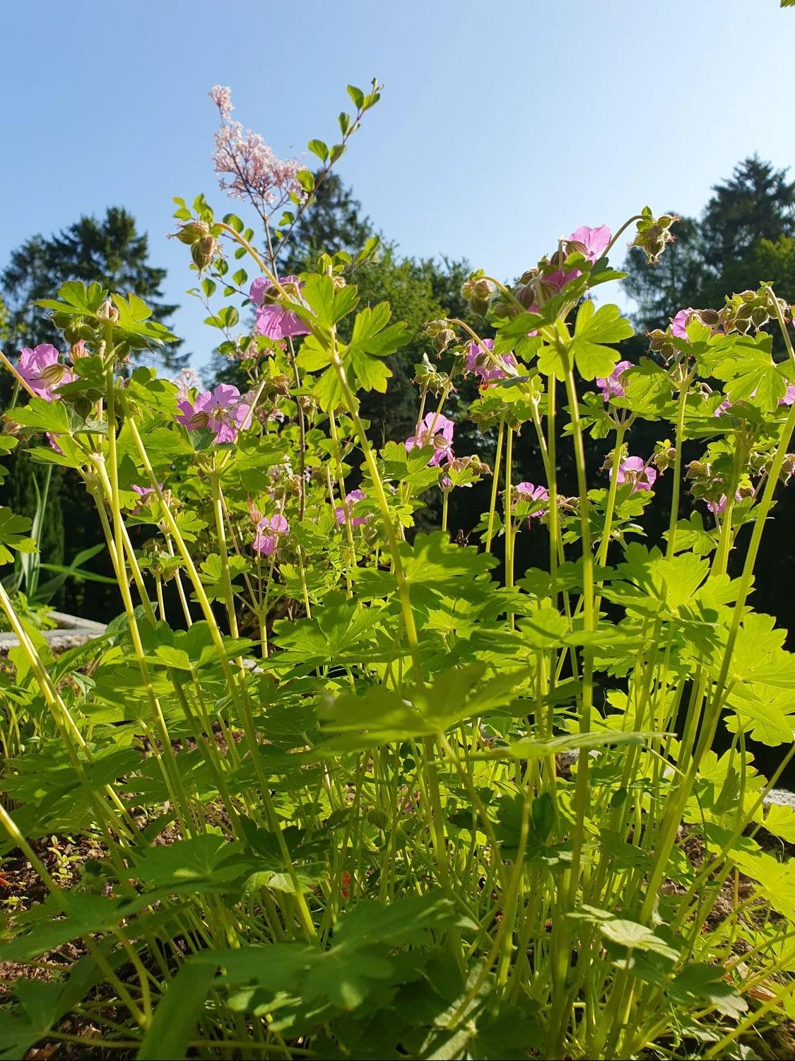 Cambridge-Storchschnabel 'Cambridge' 9 Cambridge-Storchschnabel 'Cambridge' – Bild 7