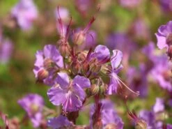 Cambridge-Storchschnabel 'Cambridge'