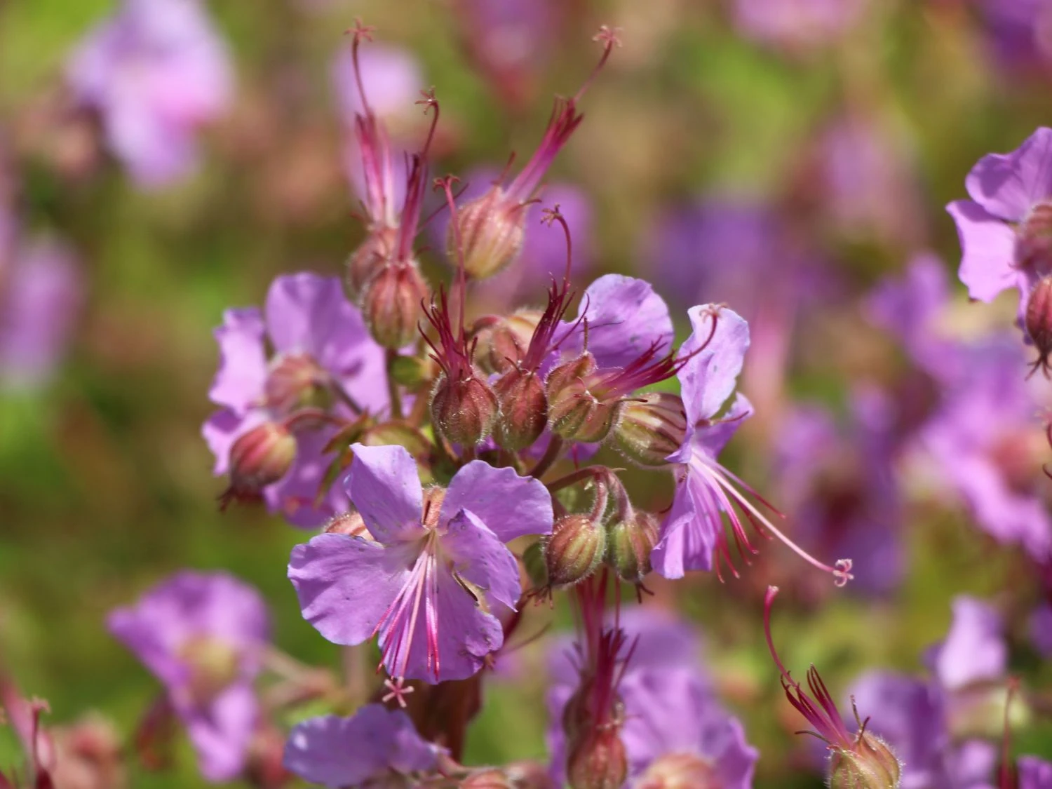 Cambridge-Storchschnabel 'Cambridge' 3 Cambridge-Storchschnabel 'Cambridge'