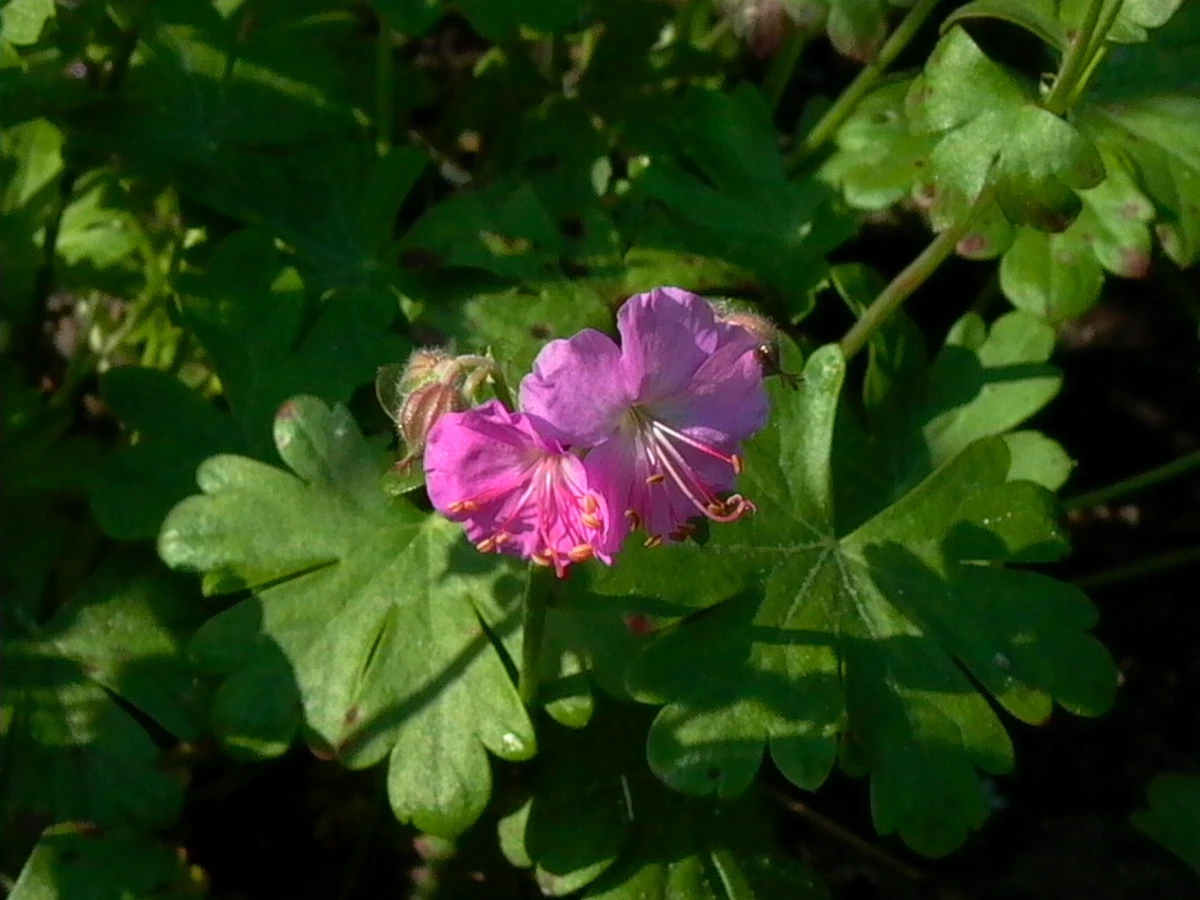 Cambridge-Storchschnabel 'Cambridge' 4 Cambridge-Storchschnabel 'Cambridge' – Bild 2