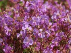 Cambridge-Storchschnabel 'Cambridge' 11 Cambridge-Storchschnabel 'Cambridge' -Günstiges Erd Seele Geschäft cambridge storchschnabel cambridge m012390 w 1