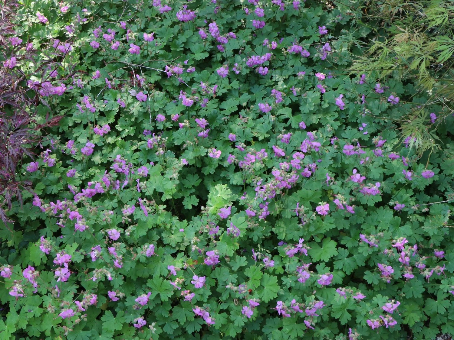 Cambridge-Storchschnabel 'Cambridge' 6 Cambridge-Storchschnabel 'Cambridge' – Bild 4