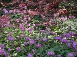 Cambridge-Storchschnabel 'Cambridge' 13 Cambridge-Storchschnabel 'Cambridge' -Günstiges Erd Seele Geschäft cambridge storchschnabel cambridge m012390 w 4