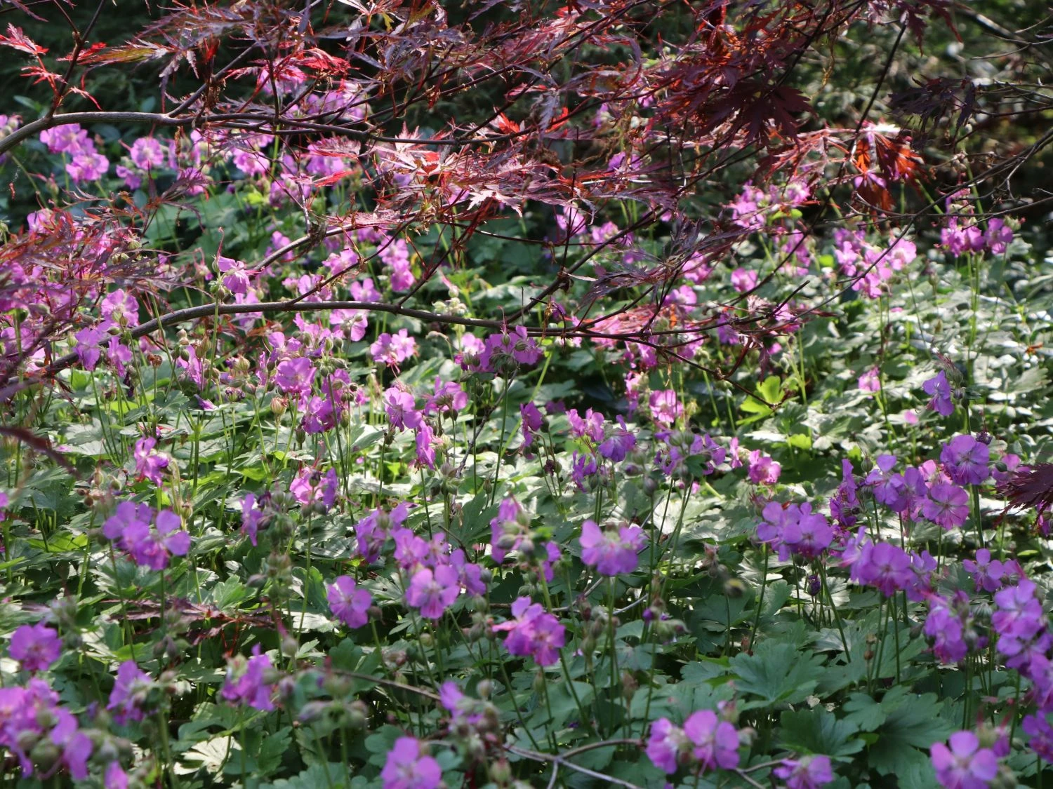 Cambridge-Storchschnabel 'Cambridge' 7 Cambridge-Storchschnabel 'Cambridge' – Bild 5