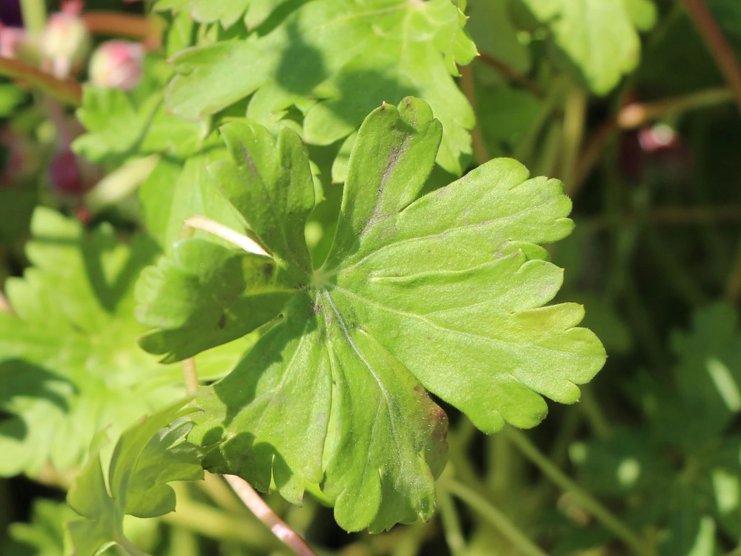 Cambridge-Storchschnabel 'Karmina' 4 Cambridge-Storchschnabel 'Karmina' – Bild 2