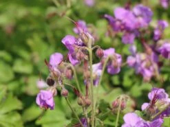 Cambridge-Storchschnabel 'Karmina' 14 Cambridge-Storchschnabel 'Karmina' -Günstiges Erd Seele Geschäft cambridge storchschnabel karmina m058559 w 1