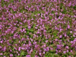 Cambridge-Storchschnabel 'Karmina' 15 Cambridge-Storchschnabel 'Karmina' -Günstiges Erd Seele Geschäft cambridge storchschnabel karmina m058559 w 2