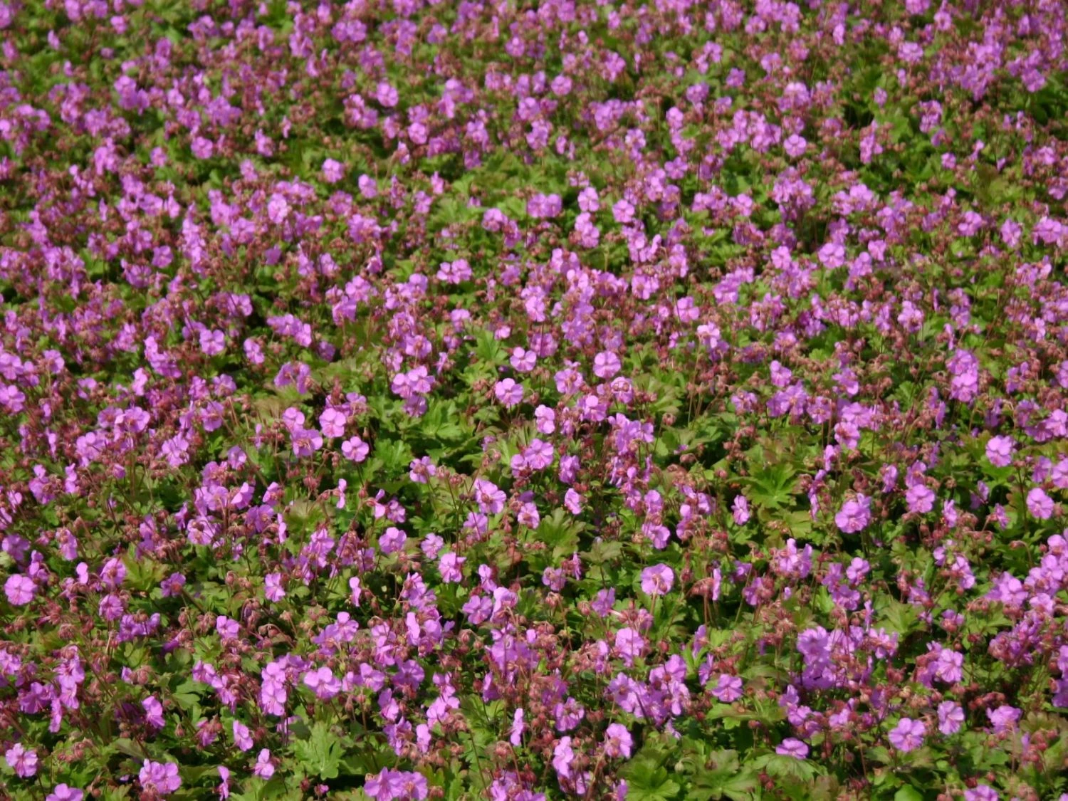 Cambridge-Storchschnabel 'Karmina' 7 Cambridge-Storchschnabel 'Karmina' – Bild 5