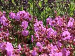 Cambridge-Storchschnabel 'Karmina' 18 Cambridge-Storchschnabel 'Karmina' -Günstiges Erd Seele Geschäft cambridge storchschnabel karmina m058559 w 3