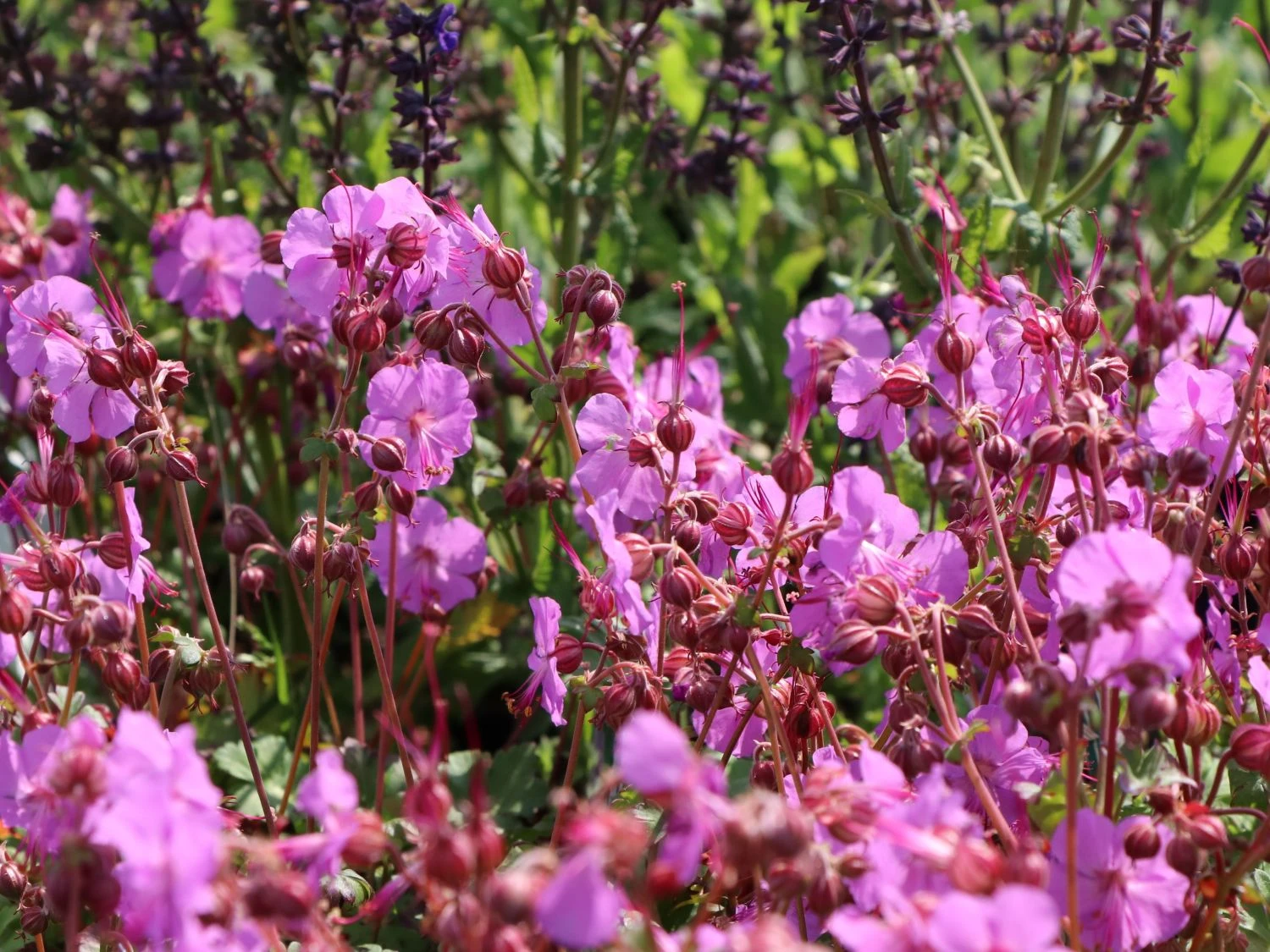 Cambridge-Storchschnabel 'Karmina' 10 Cambridge-Storchschnabel 'Karmina' – Bild 8