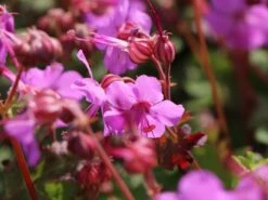 Cambridge-Storchschnabel 'Karmina' 13 Cambridge-Storchschnabel 'Karmina' -Günstiges Erd Seele Geschäft cambridge storchschnabel karmina m058559 w 4