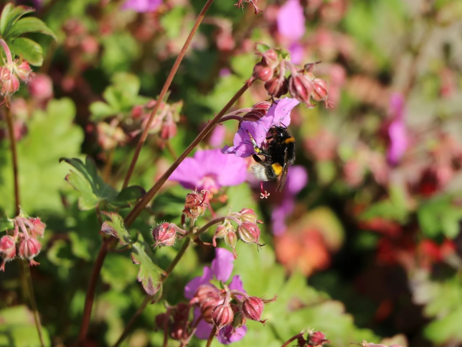 Cambridge-Storchschnabel 'Karmina' 8 Cambridge-Storchschnabel 'Karmina' – Bild 6